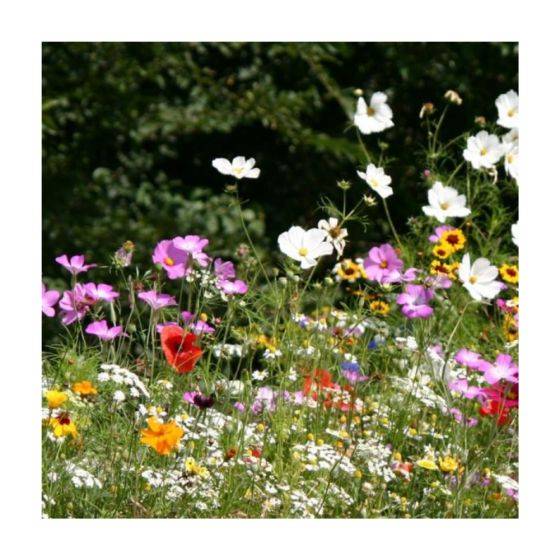 Novaflore - Mélange prairie fleurie : Floraison abondante 30 m2 - Imagen 3