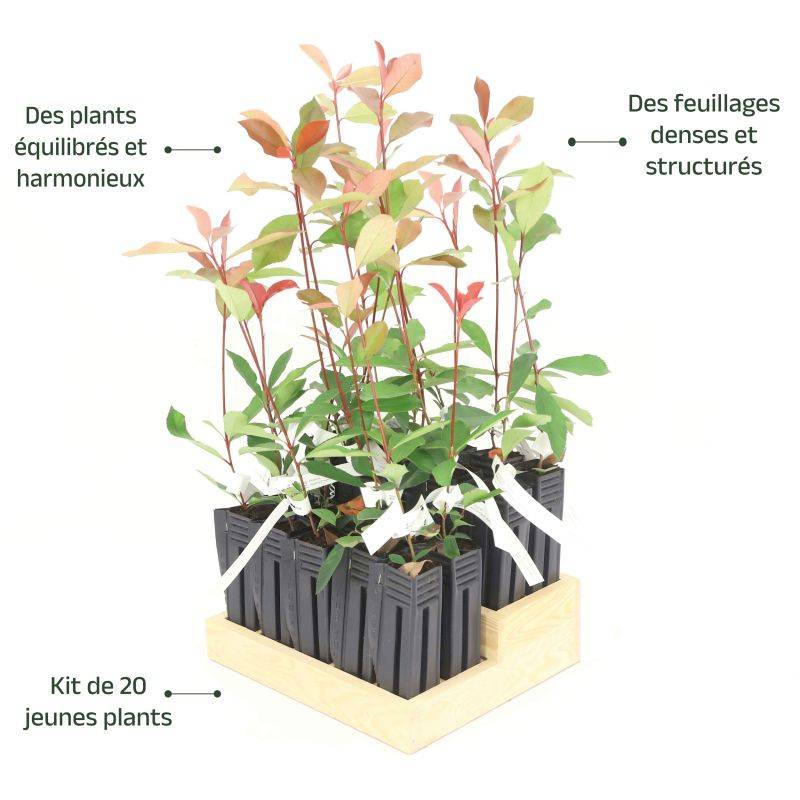 20 Photinias (Photinia Fraseri 'Red Robin') - Haie de Photinia -  - Pépinières Naudet - Image 4