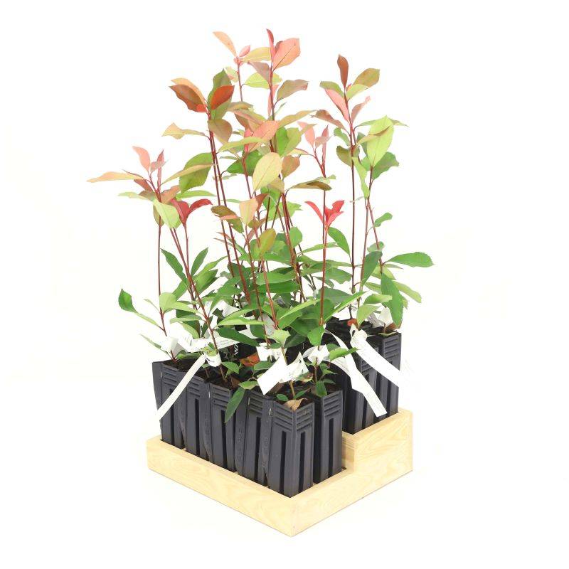 20 Photinias (Photinia Fraseri 'Red Robin') - Haie de Photinia -  - Pépinières Naudet - Image 3