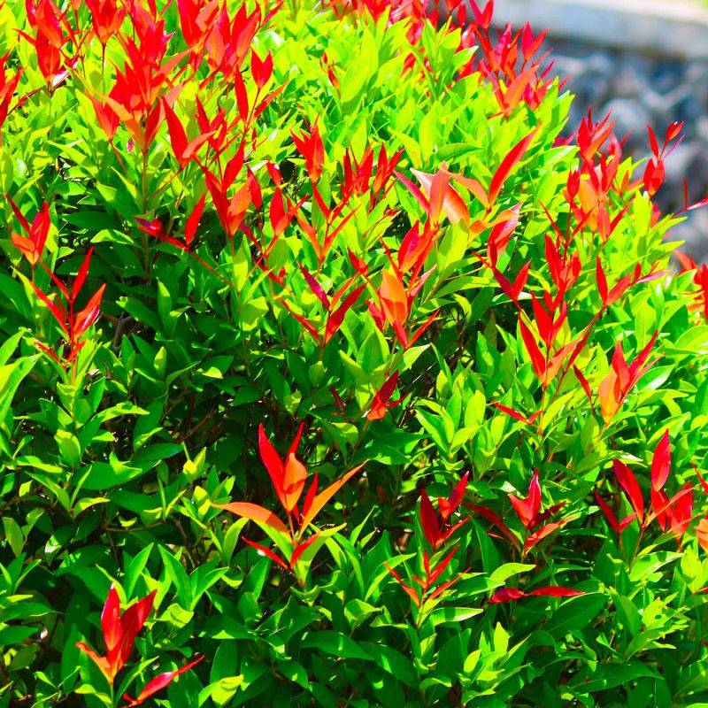 20 Photinias (Photinia Fraseri 'Red Robin') - Haie de Photinia -  - Pépinières Naudet - Image 1