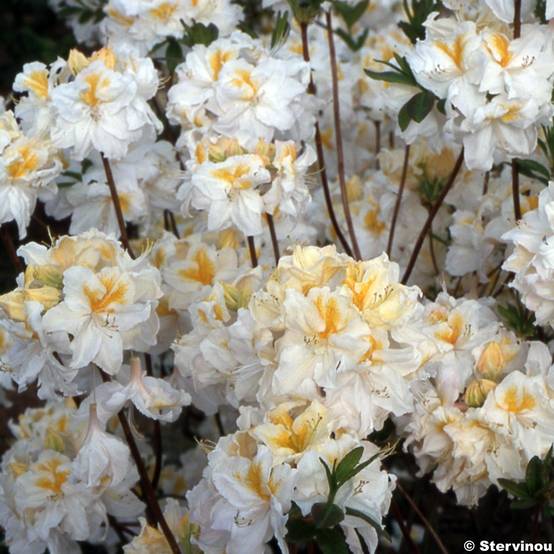 Azalée de Chine Mount Rainier - Rhododendron hybride Pot de 4L/5L - Image 1