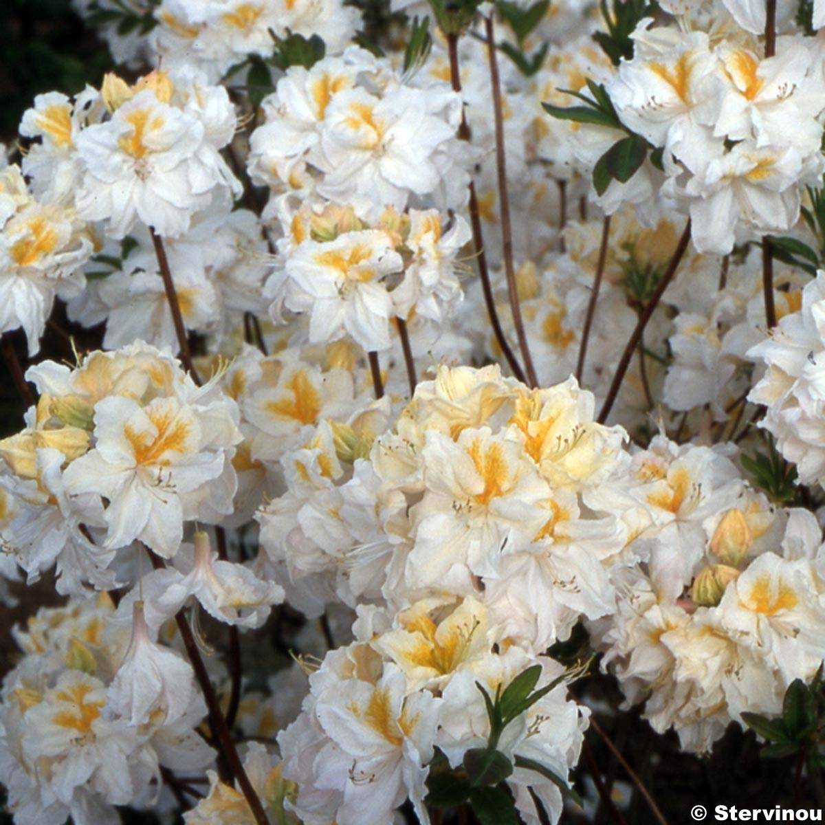 Azalée de Chine Mount Rainier - Rhododendron hybride Pot de 4L/5L - Image 1
