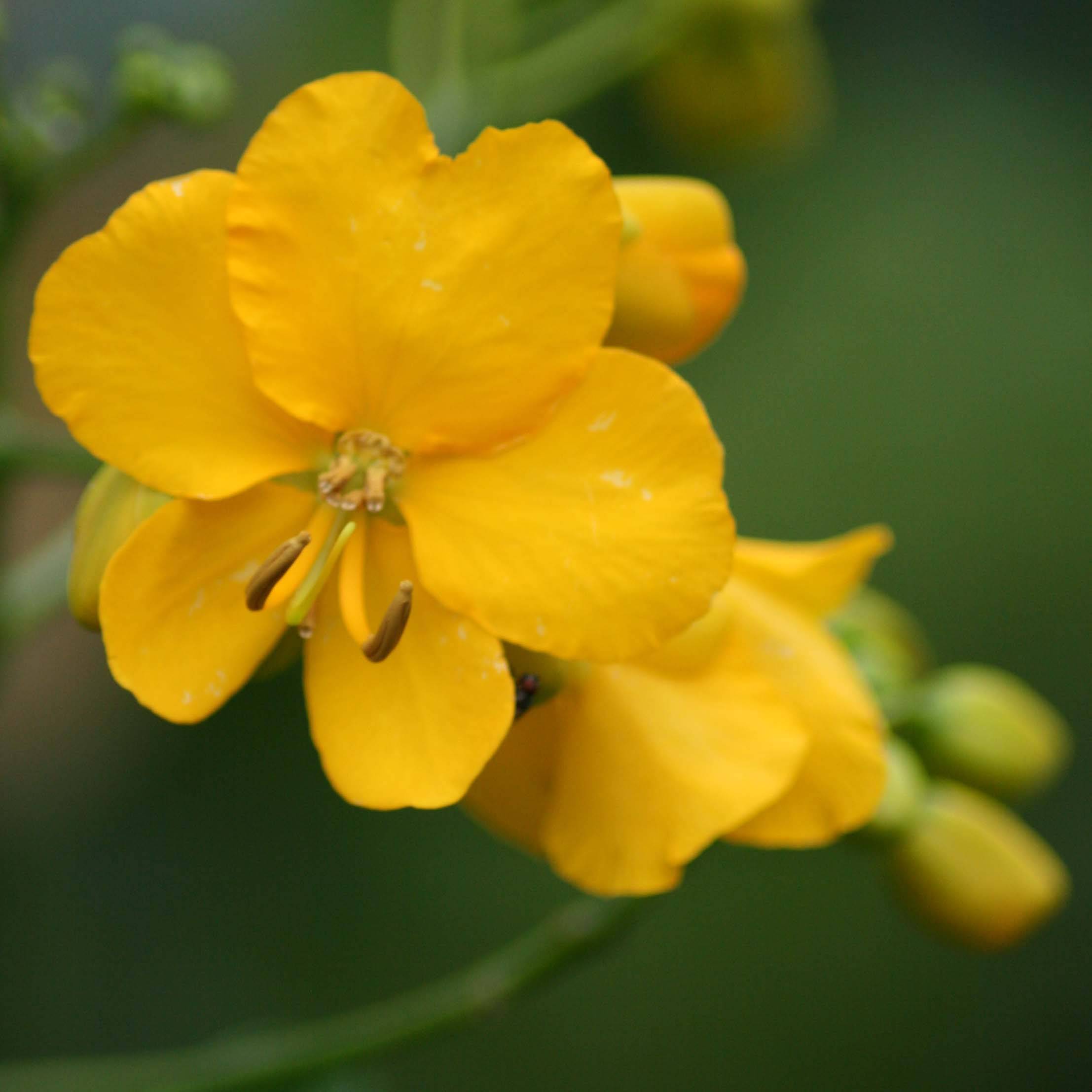Promesse de Fleurs - Cassia floribunda - Senné Pot de 2L/3L