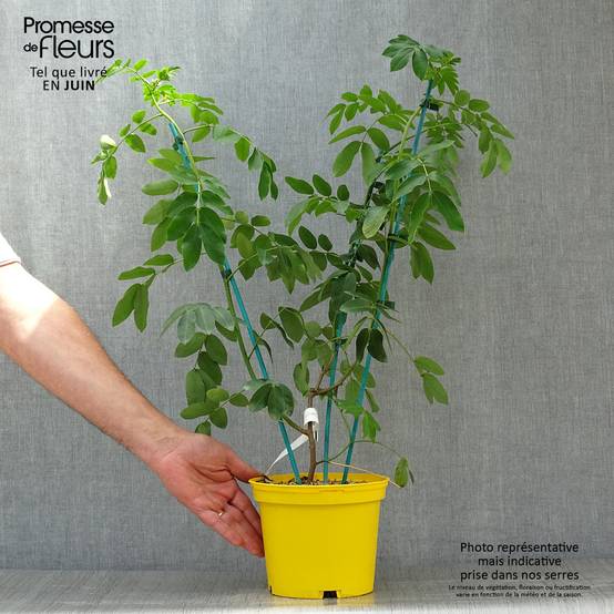 Promesse de Fleurs - Cassia floribunda - Senné Pot de 2L/3L - Image 2