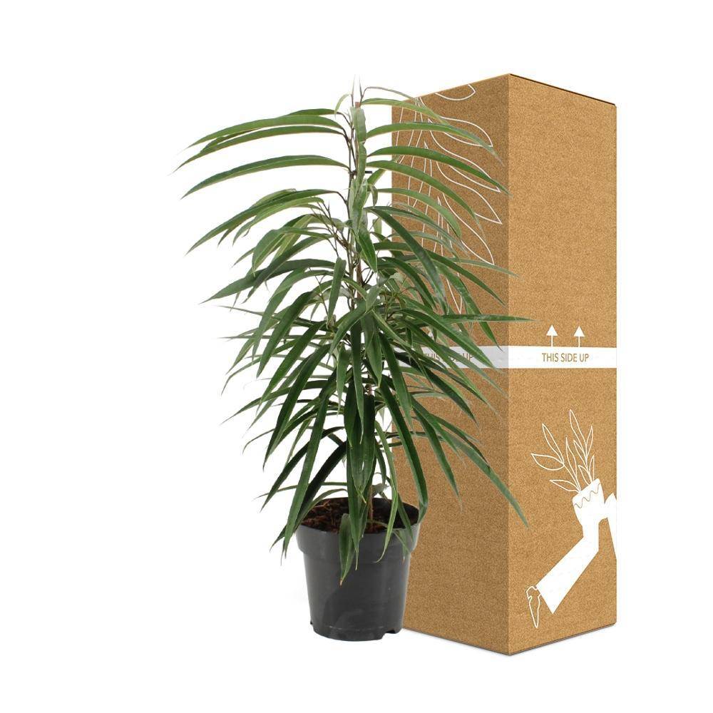 Ficus Binnendijkii Alii 70cm - Plante d'intérieur- La Green Touch - Image 4
