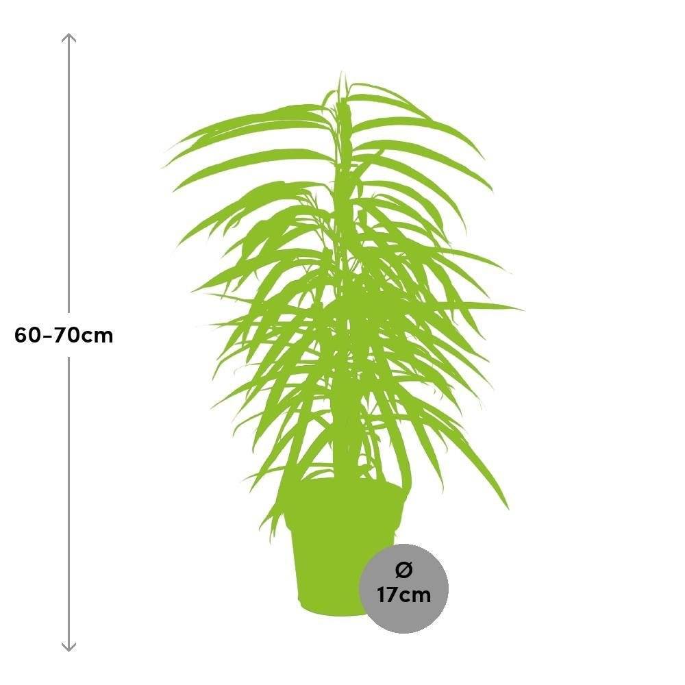 Ficus Binnendijkii Alii 70cm - Plante d'intérieur- La Green Touch - Image 3