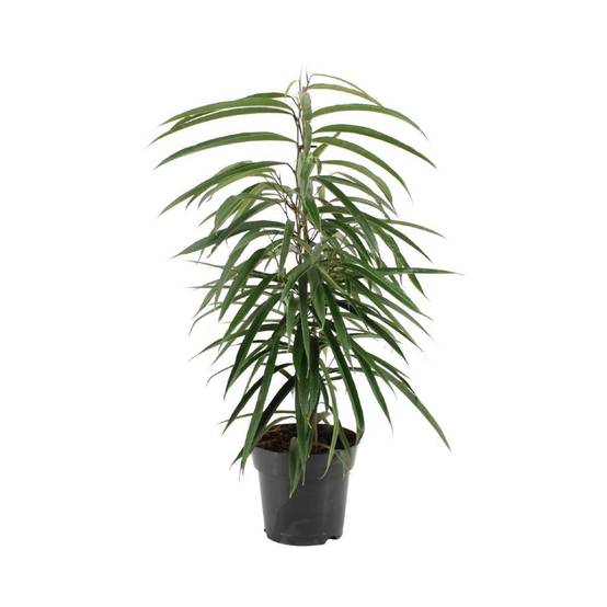 Ficus Binnendijkii Alii 70cm - Plante d'intérieur- La Green Touch - Image 2