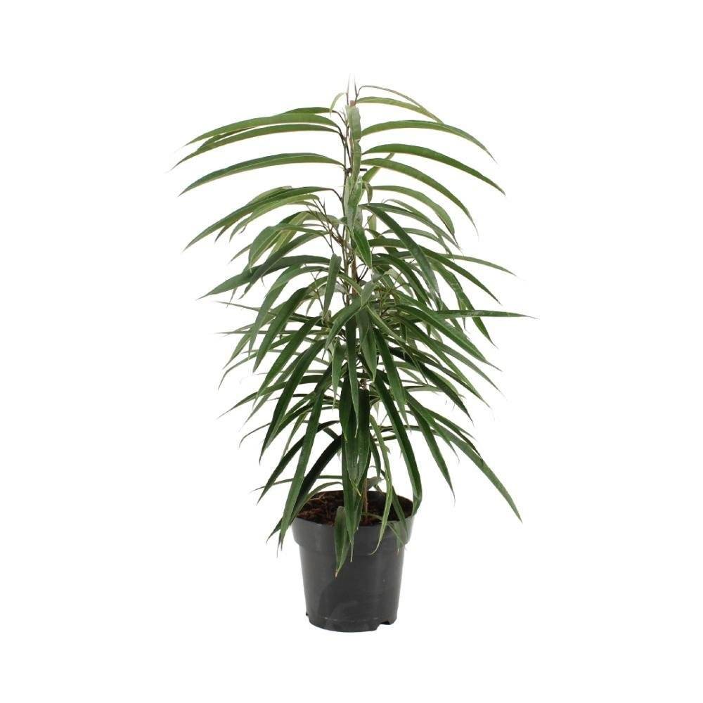 Ficus Binnendijkii Alii 70cm - Plante d'intérieur- La Green Touch - Image 2