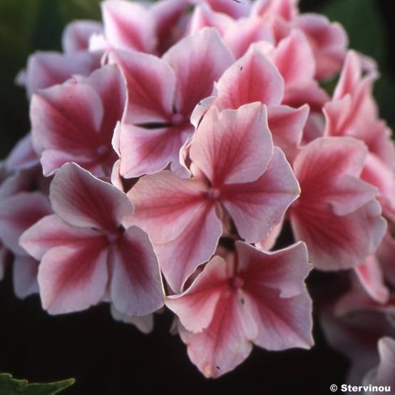 Hortensia - Hydrangea macrophylla Lady Nobuko Pot de 2L/3L - Image 1
