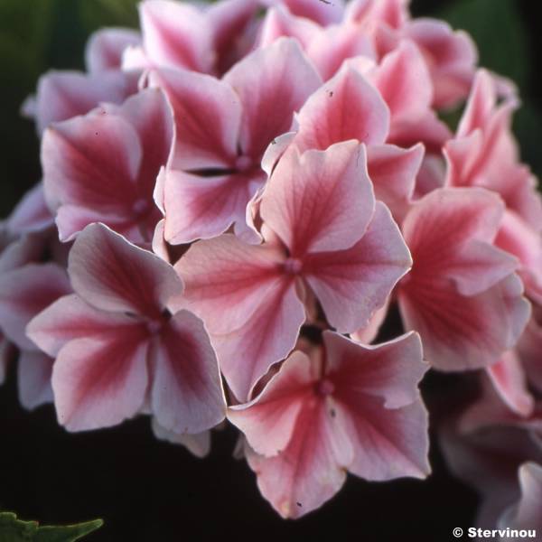 Hortensia - Hydrangea macrophylla Lady Nobuko Pot de 2L/3L - Image 1