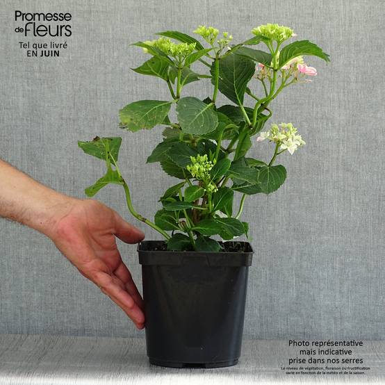 Hortensia - Hydrangea macrophylla Lady Nobuko Pot de 2L/3L - Image 2