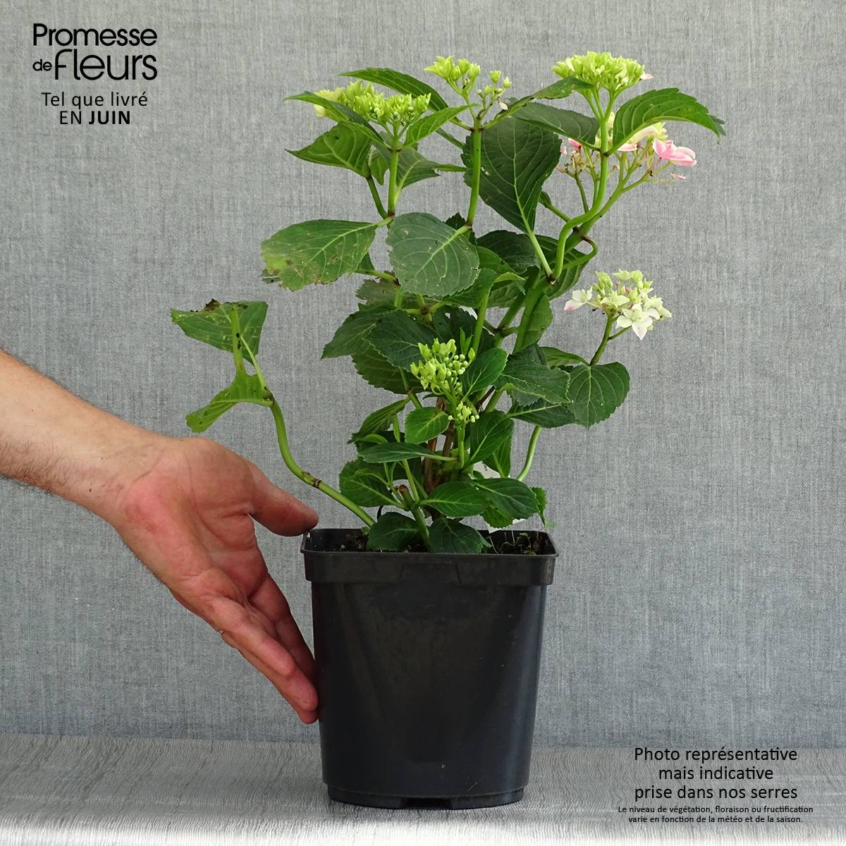 Hortensia - Hydrangea macrophylla Lady Nobuko Pot de 2L/3L - Image 2