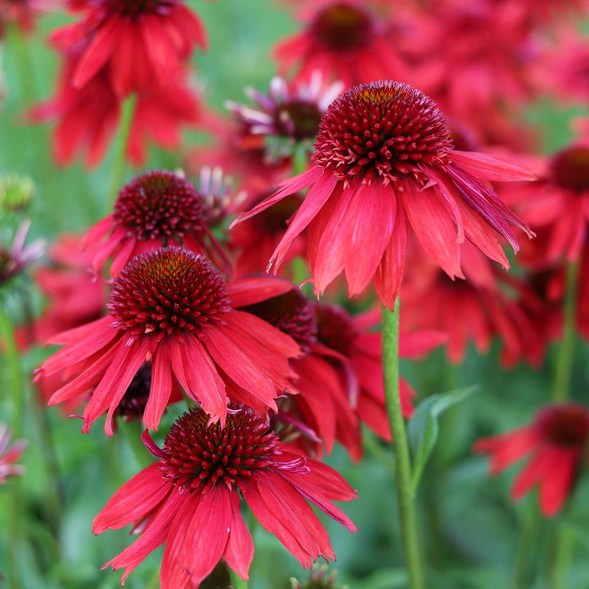 Echinacea Lakota Red - Echinacée Godet de 8/9 cm