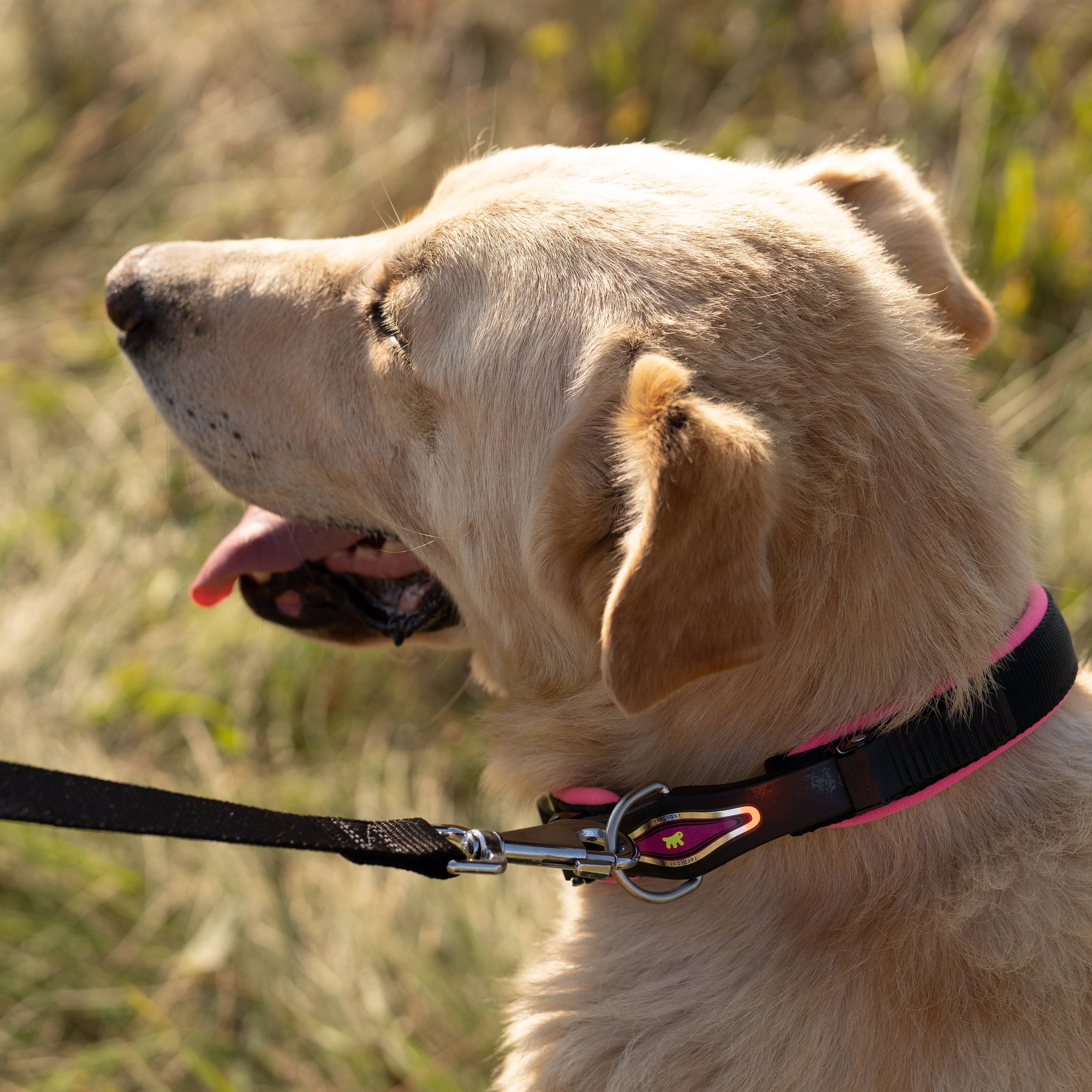 Ferplast - Collier Ergonomique pour Chiens ERGOFLUO C25/60 avec Rembourrage et Fermeture à Micro-régulation - Imagen 4