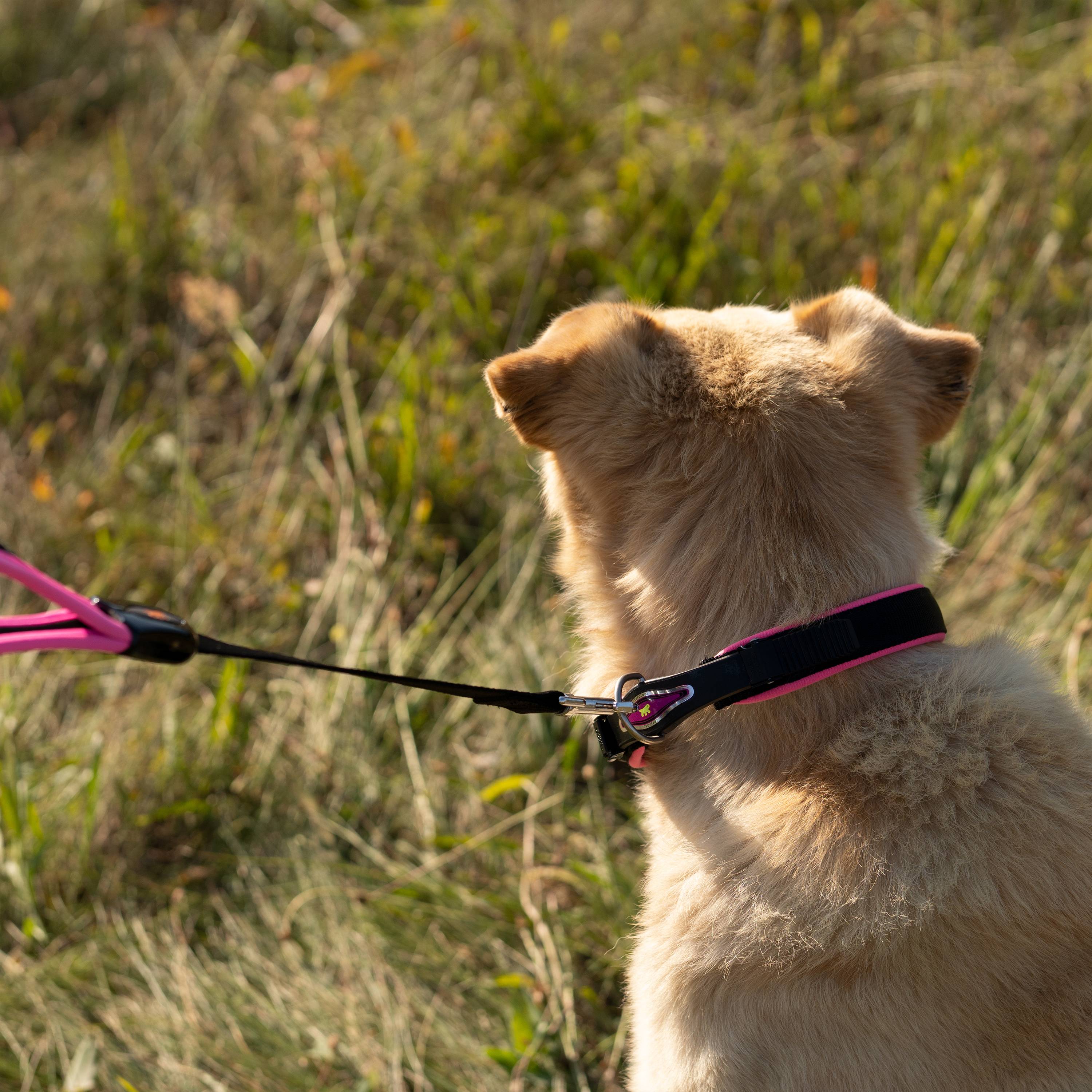 Ferplast - Collier Ergonomique pour Chiens ERGOFLUO C25/60 avec Rembourrage et Fermeture à Micro-régulation - Imagen 3