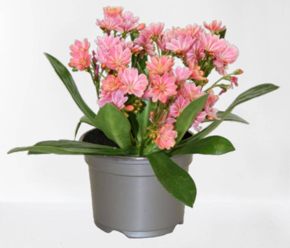 Fleuron D'Anjou - Lewisia  pot 10,5 cm rose