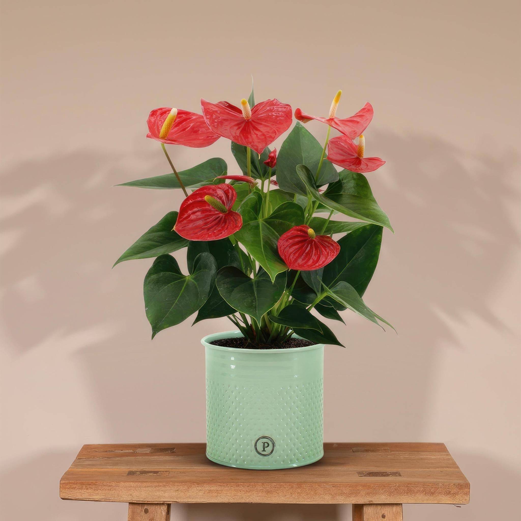 La Green Touch - Anthurium andreanum Esudo et son pot- La Green Touch Vert - Hauteur 45cm - Imagen 2