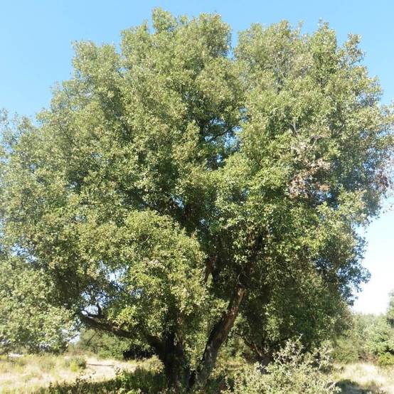 Chêne vert, Quercus ilex, Yeuse - Pot de 7,5L - 60/80 cm - Image 1