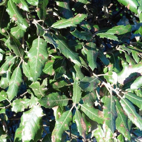Chêne vert, Quercus ilex, Yeuse - Pot de 7,5L - 60/80 cm - Image 5