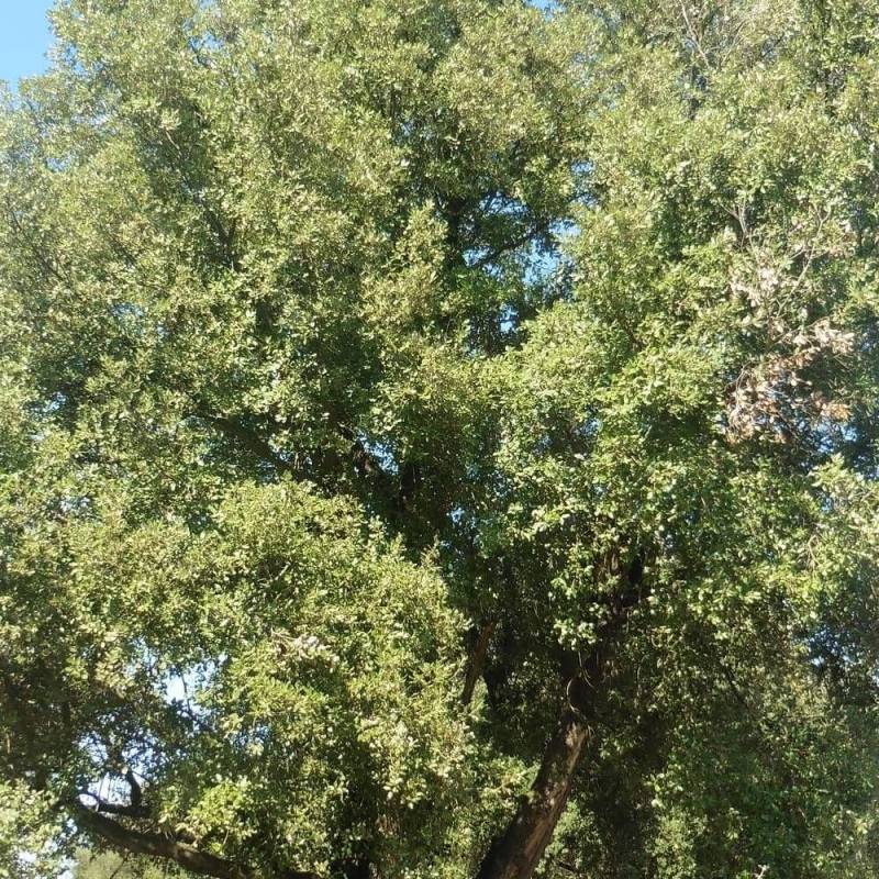 Chêne vert, Quercus ilex, Yeuse - Pot de 7,5L - 60/80 cm - Image 4