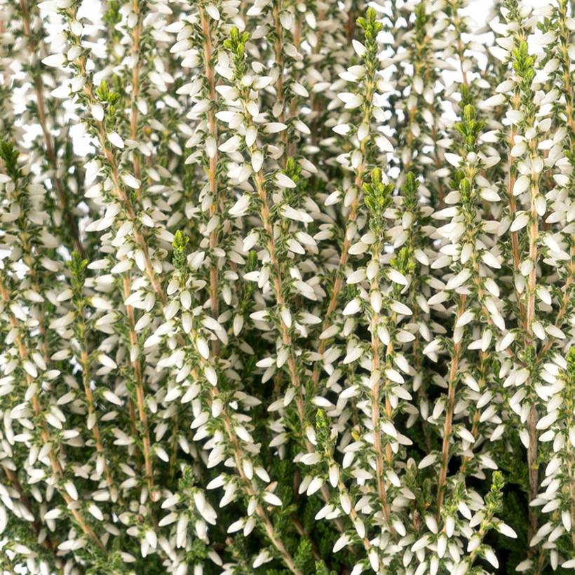 Bruyère d'été - Calluna Garden Girls Bettina Pot de 1L/1,5L