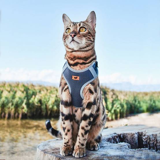 Ferplast - Ferplast Harnais Chien Petite Taille NIKITA XS, Harnais pour Chat Respirant, Rembourré et Ajustable, Facile à Porter, Bords Réfléchissants, Poitrine - Imagen 4