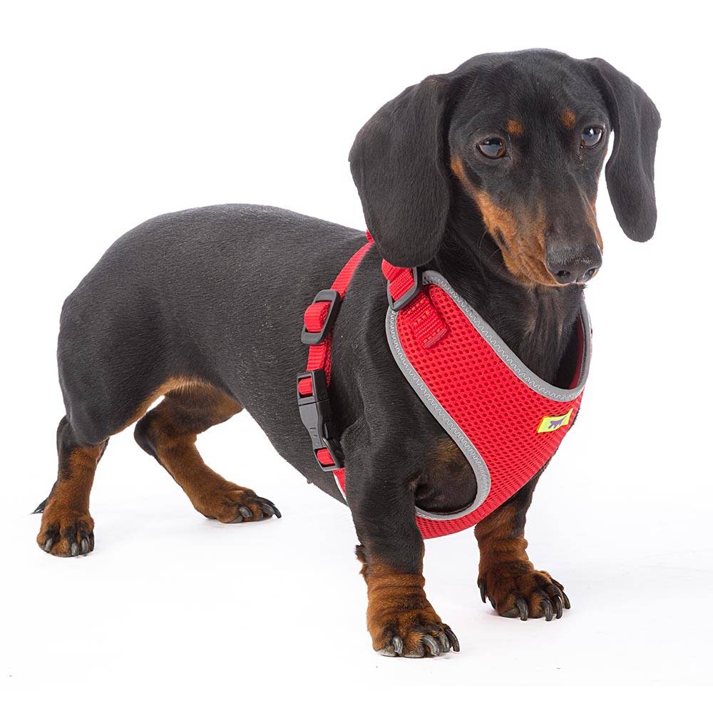 Ferplast - Ferplast Harnais Chien Petite Taille NIKITA XS, Harnais pour Chat Respirant, Rembourré et Ajustable, Facile à Porter, Bords Réfléchissants, Poitrine - Imagen 6