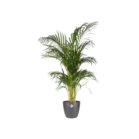 Pot elho Brussels Rond Anthracite 20 cm- La Green Touch - Image 3