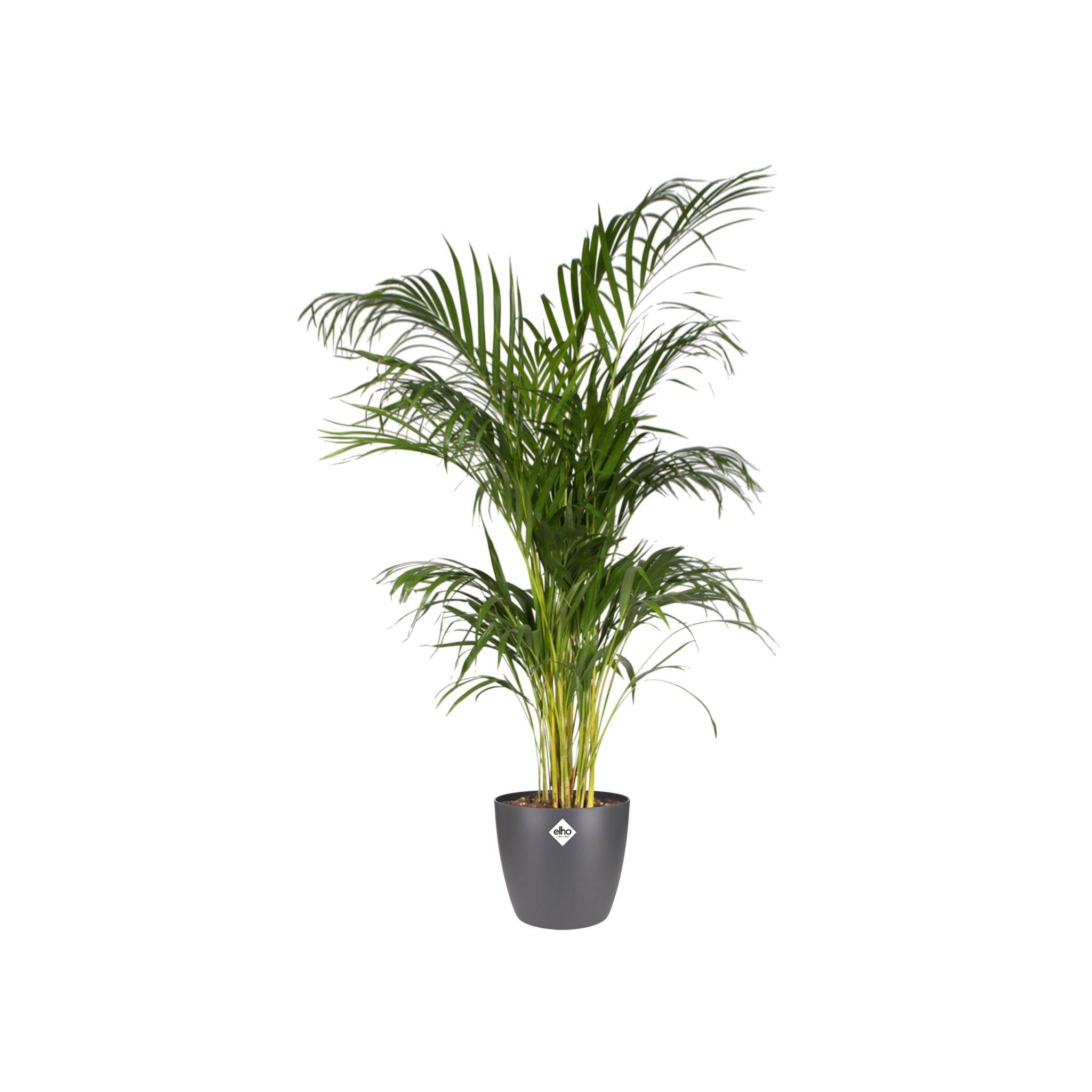 Pot elho Brussels Rond Anthracite 20 cm- La Green Touch - Image 3