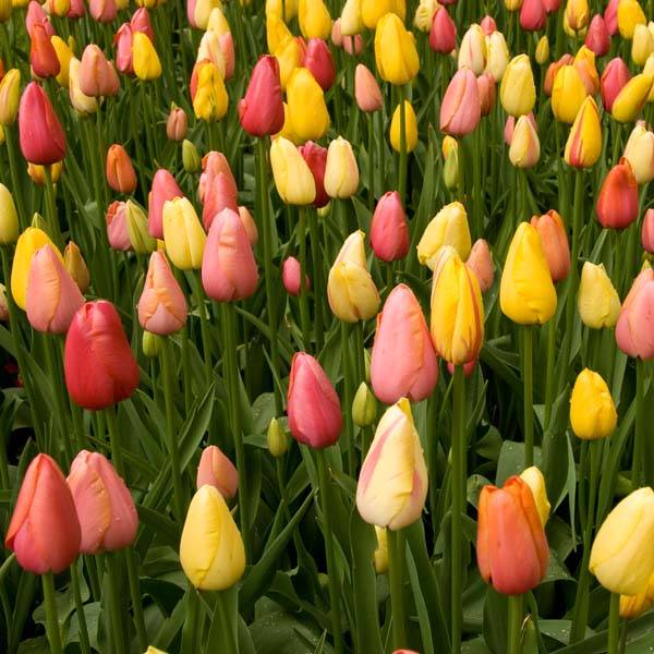Promesse de Fleurs - Harmonie Tutti Frutti - Collection de 40 plantes