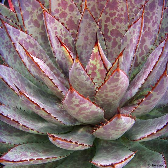 Promesse de Fleurs - Mangave Bloodspot Pot de 3L/4L