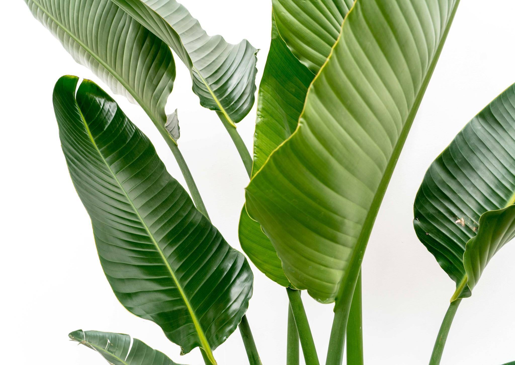 La Green Touch - Strelitzia Augusta Multi - D30 H250cm - Image 6