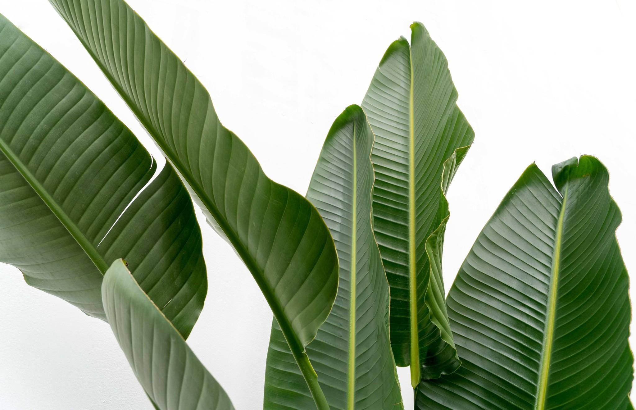 La Green Touch - Strelitzia Augusta Multi - D30 H250cm - Image 5