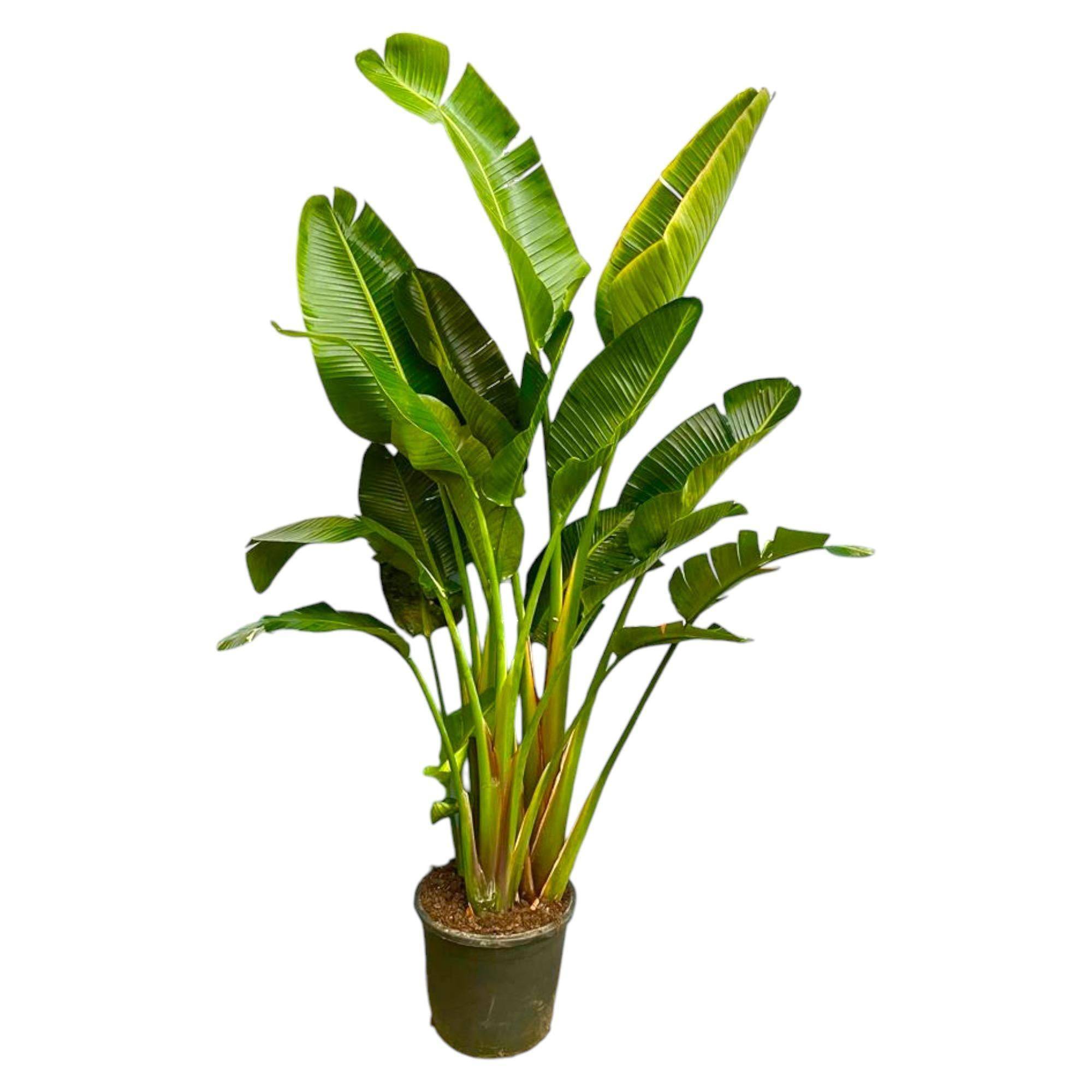 Strelitzia Augusta Multi - D30 H250cm