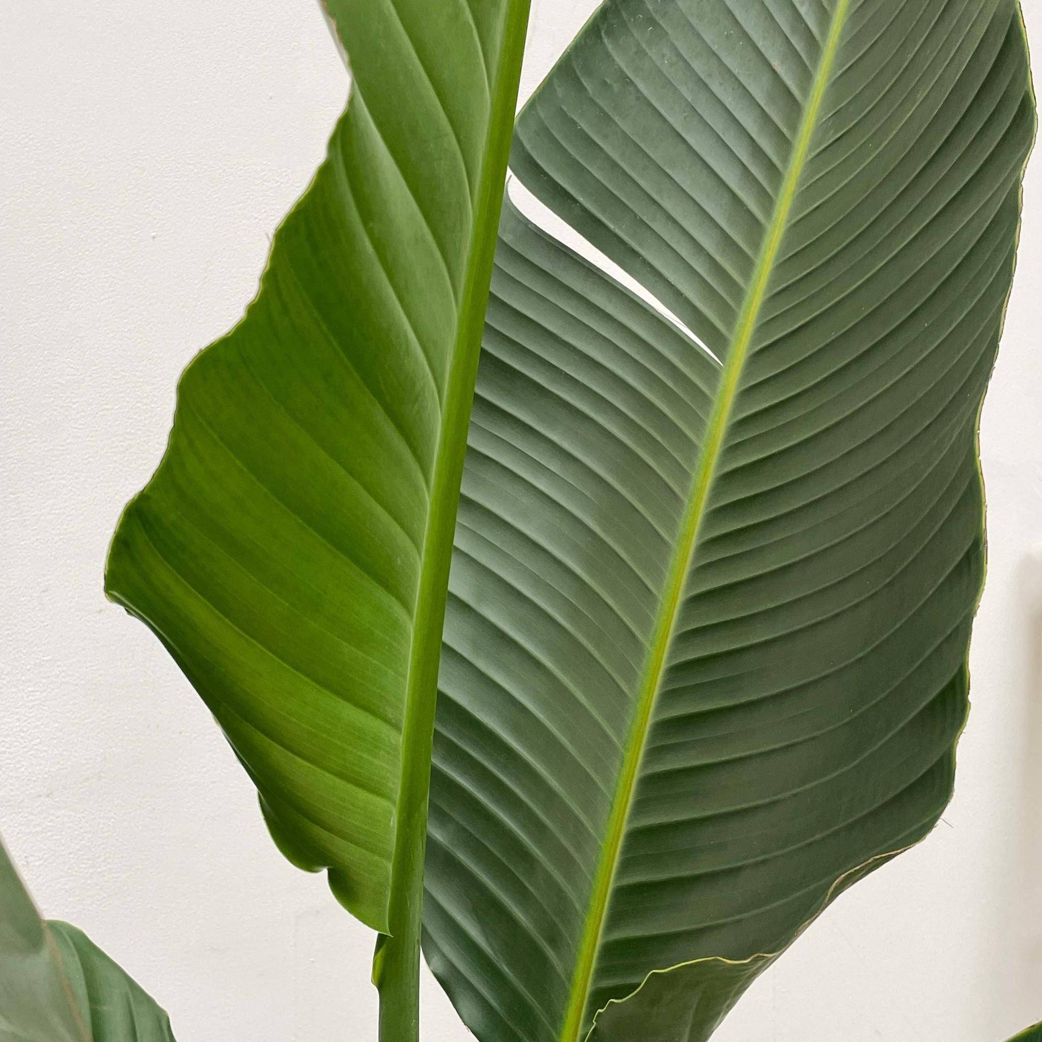 La Green Touch - Strelitzia Augusta Multi - D30 H250cm - Image 4