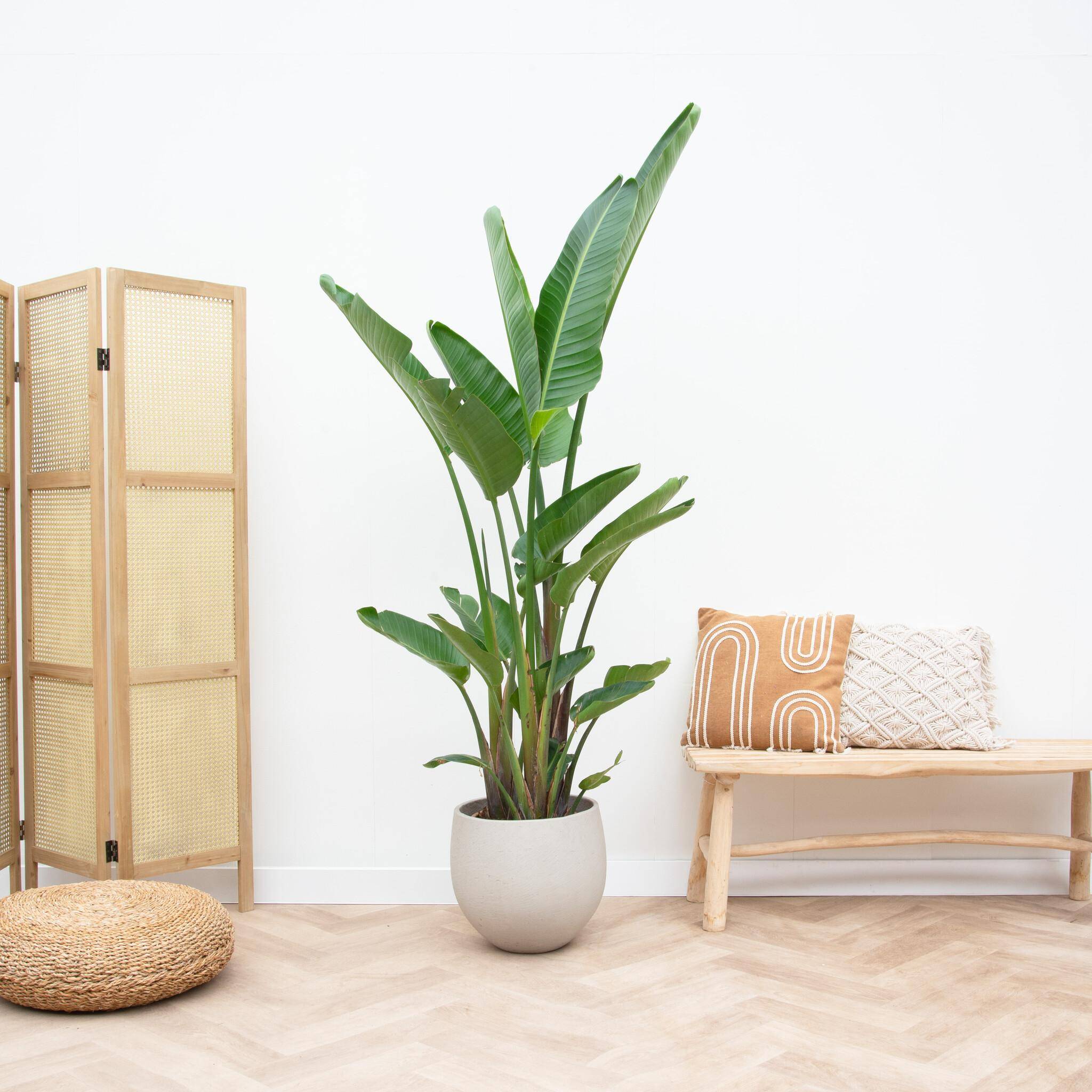 La Green Touch - Strelitzia Augusta Multi - D30 H250cm - Image 2