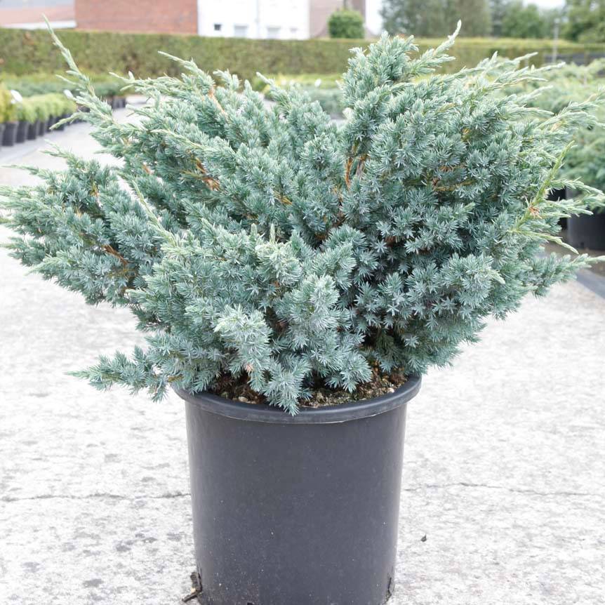 Promesse de Fleurs - Genévrier écailleux - Juniperus squamata Meyeri Pot de 3L/4L - Image 1