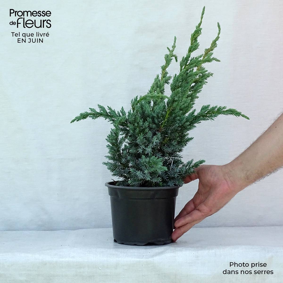 Promesse de Fleurs - Genévrier écailleux - Juniperus squamata Meyeri Pot de 3L/4L - Image 2