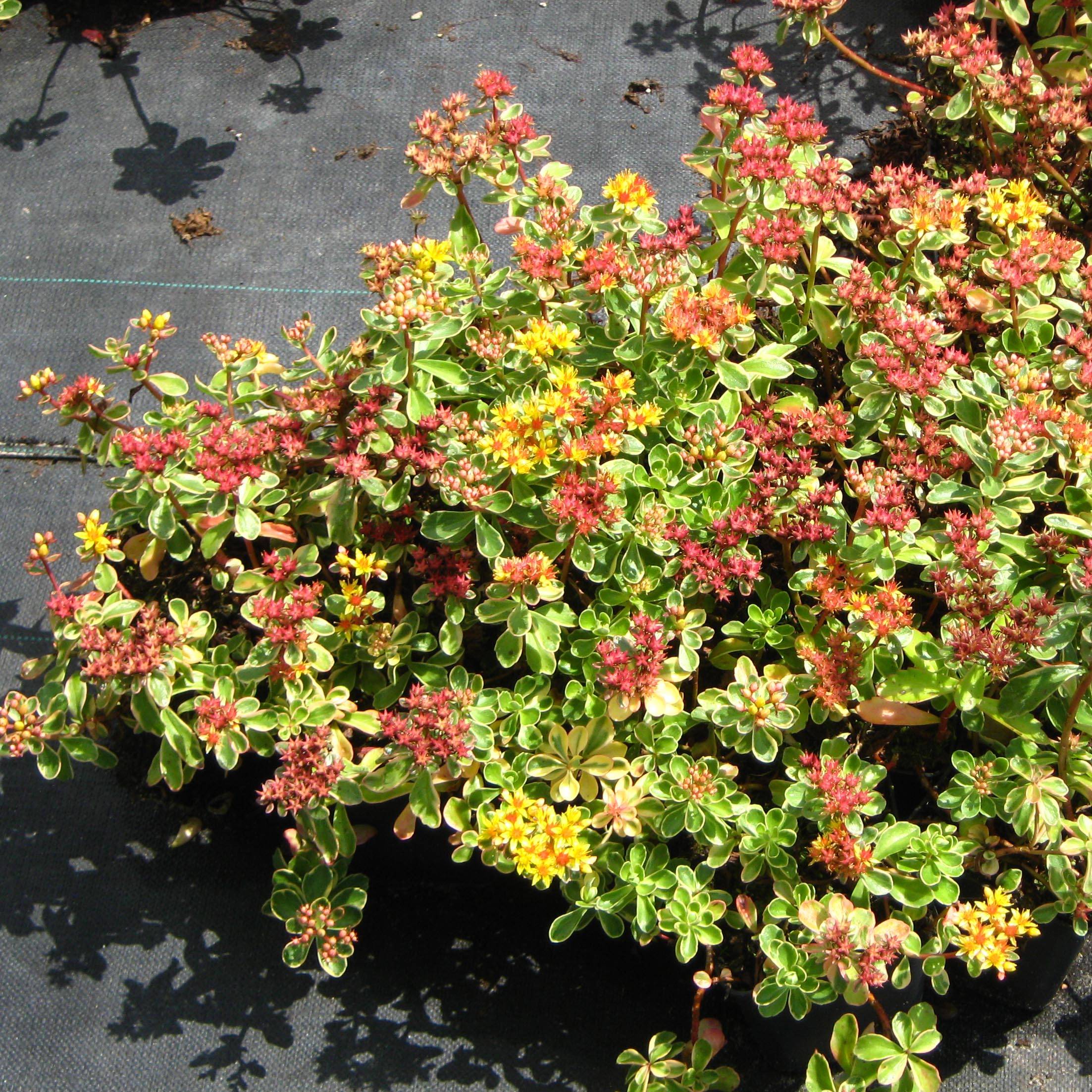 Orpin du Kamtchatka - Sedum kamtschaticum Variegatum Godet de 8/9 cm