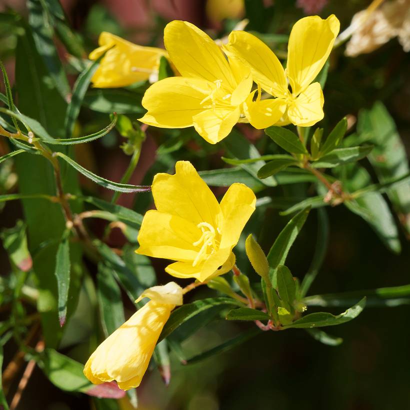 Oenothera African Sun - Onagre hybride  Godet de 8/9 cm