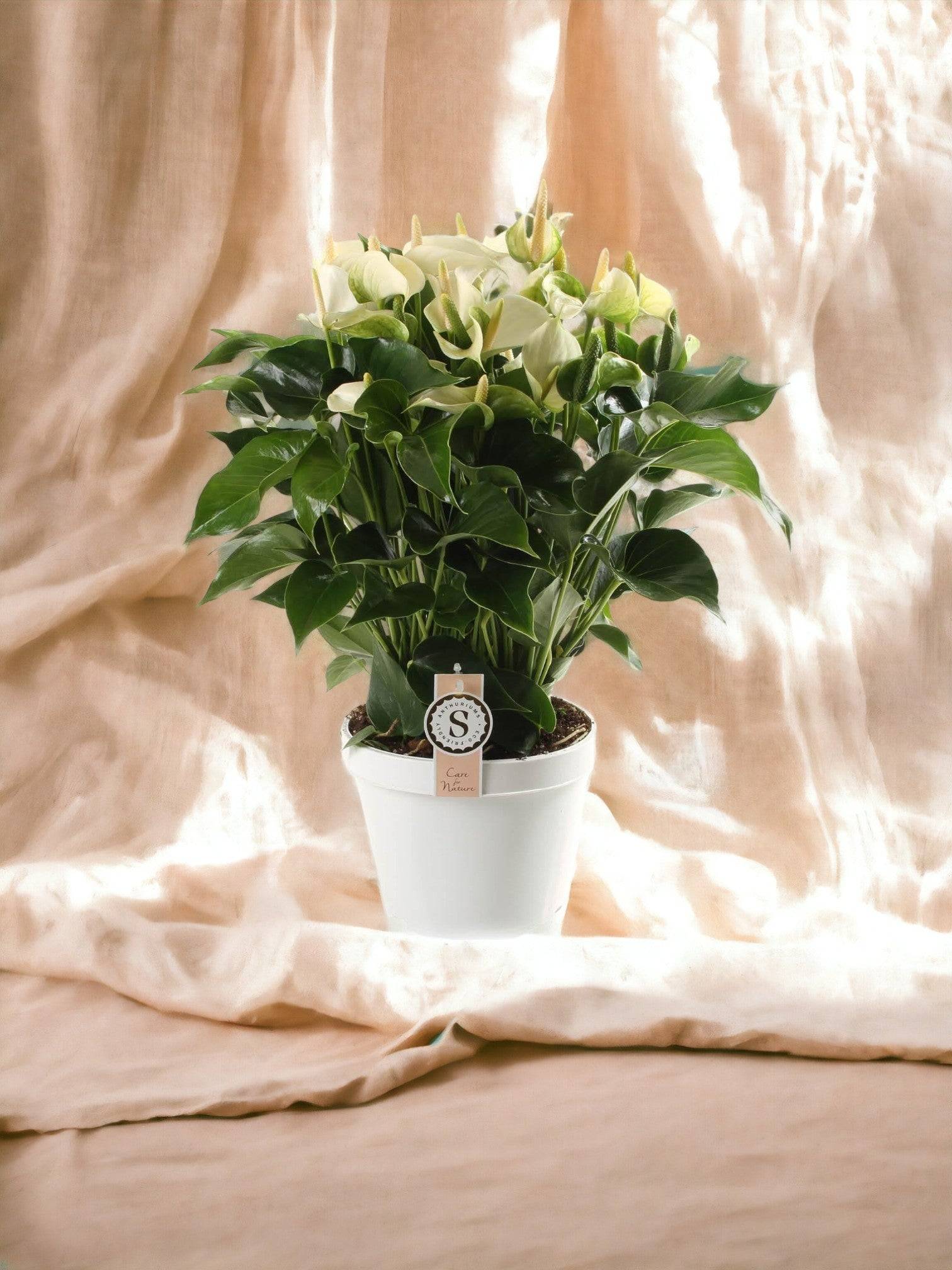 La Green Touch - Anthurium fleuri blanc 65cm - Plante d'intérieur- La Green Touch - Imagen 2