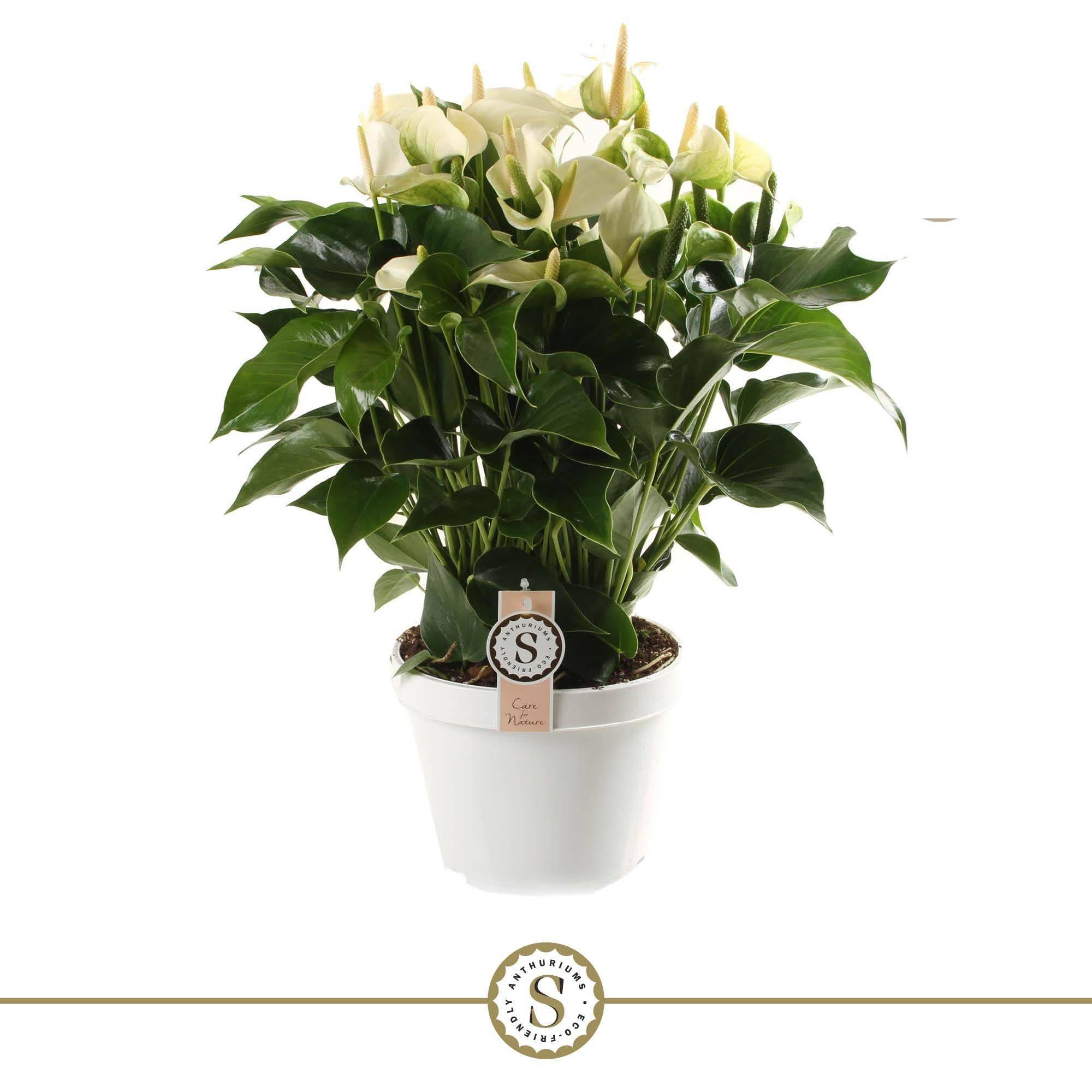 La Green Touch - Anthurium fleuri blanc 65cm - Plante d'intérieur- La Green Touch - Imagen 3