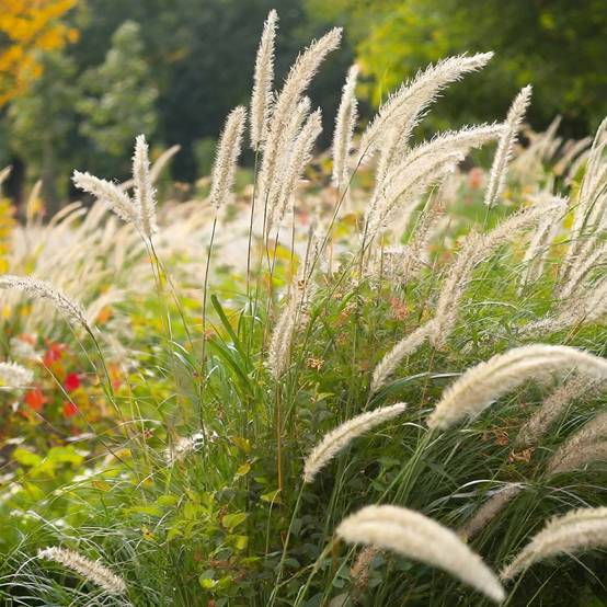 Promesse de Fleurs - Pennisetum macrourum White Lancer - Herbe aux écouvillons Pot de 1,5L/2L
