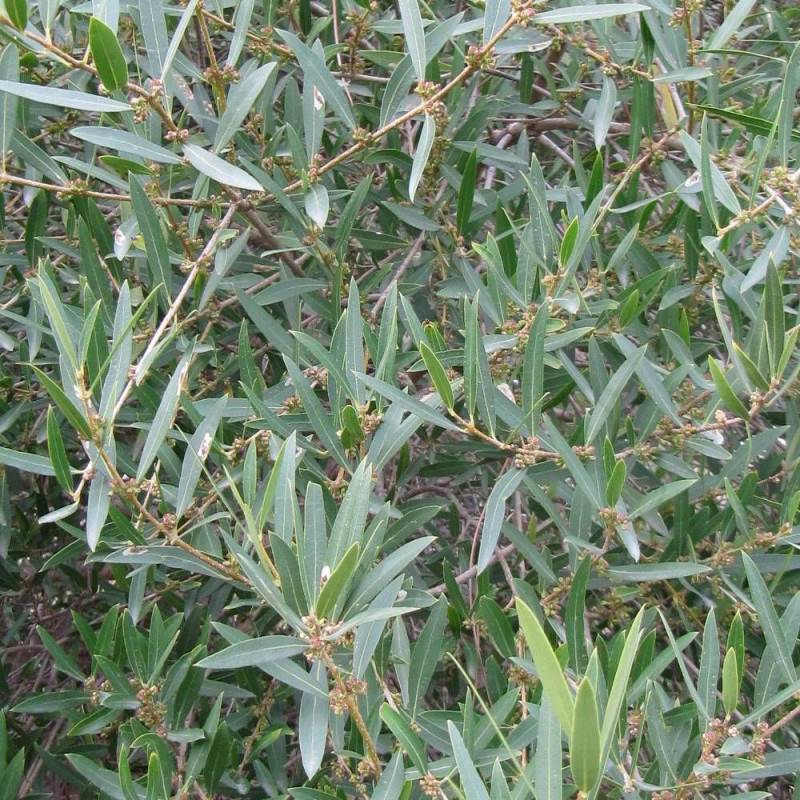 Filaire à feuille étroite, Phillyrea à fleurs Blanche/Jaune - feuillage Persistant - Pot de 7,5L - 60/80 cm - Imagen 5