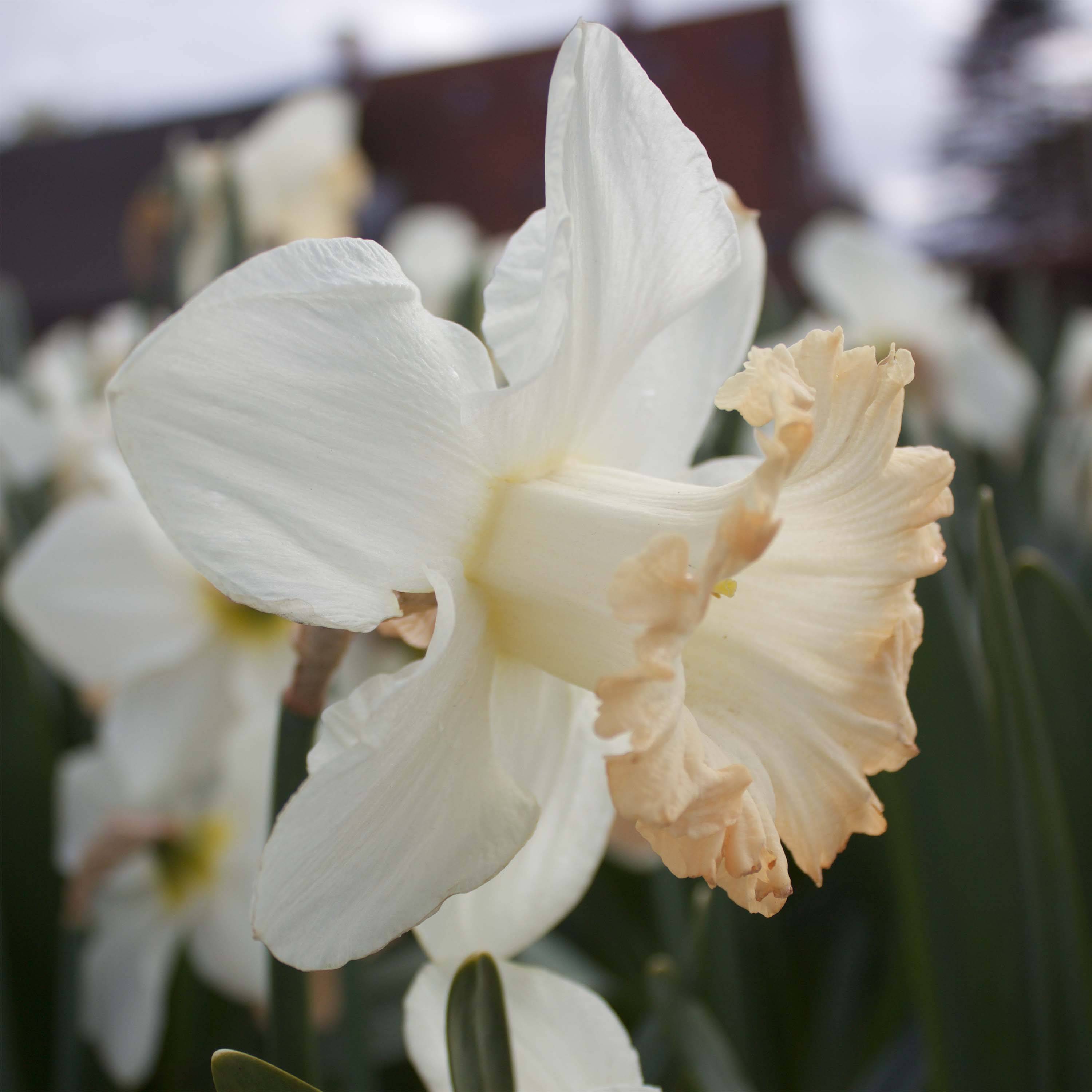Promesse de Fleurs - Narcisse British Gamble Bulbe calibre 14/16 (par 5)