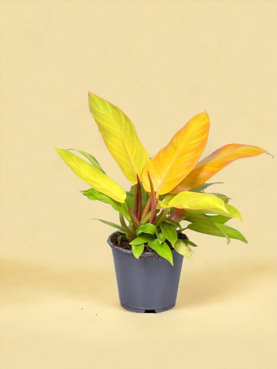 La Green Touch - Philodendron Prince Of Orange - D14 H35cm - Image 1