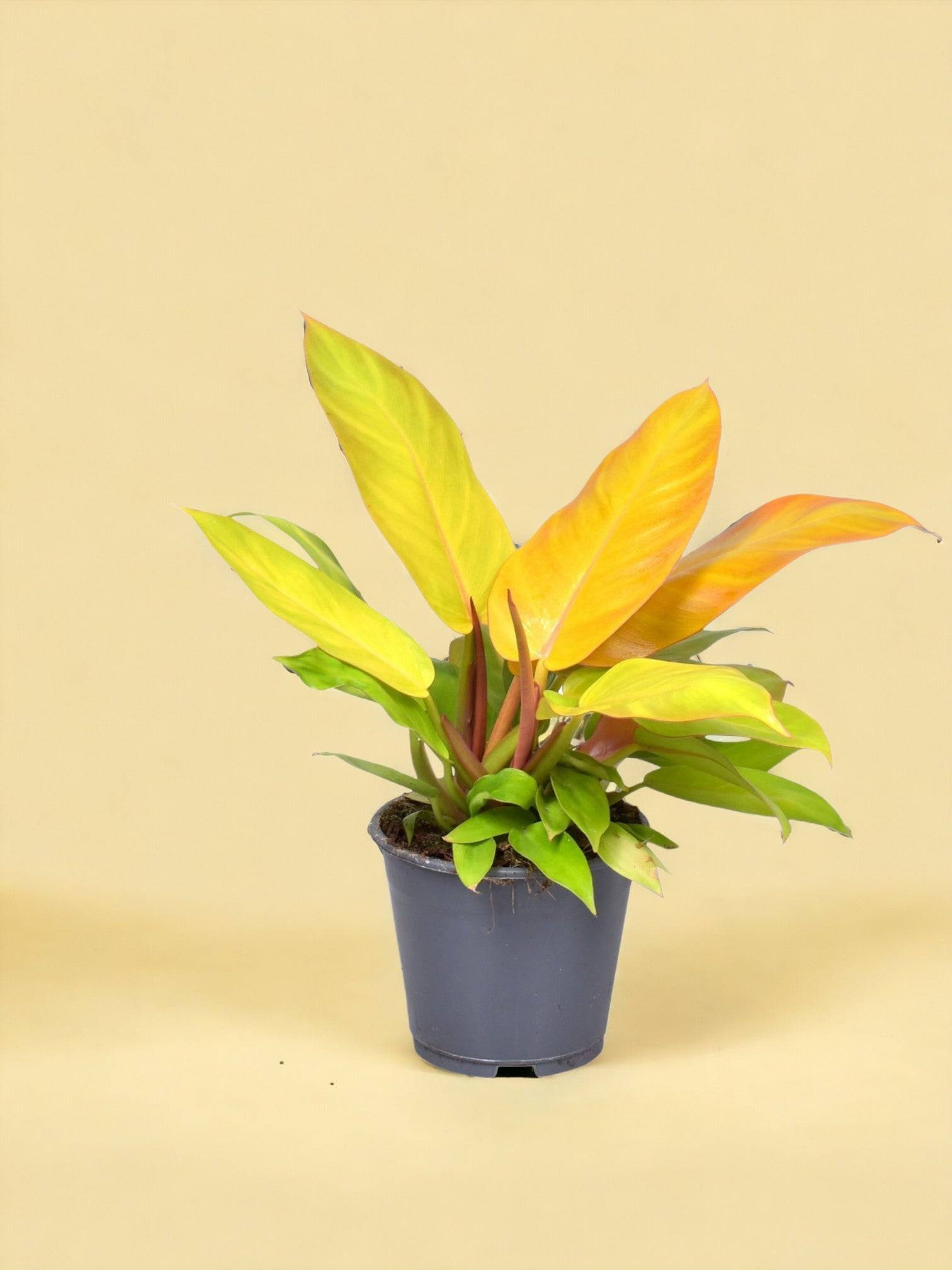 La Green Touch - Philodendron Prince Of Orange - D14 H35cm - Image 1