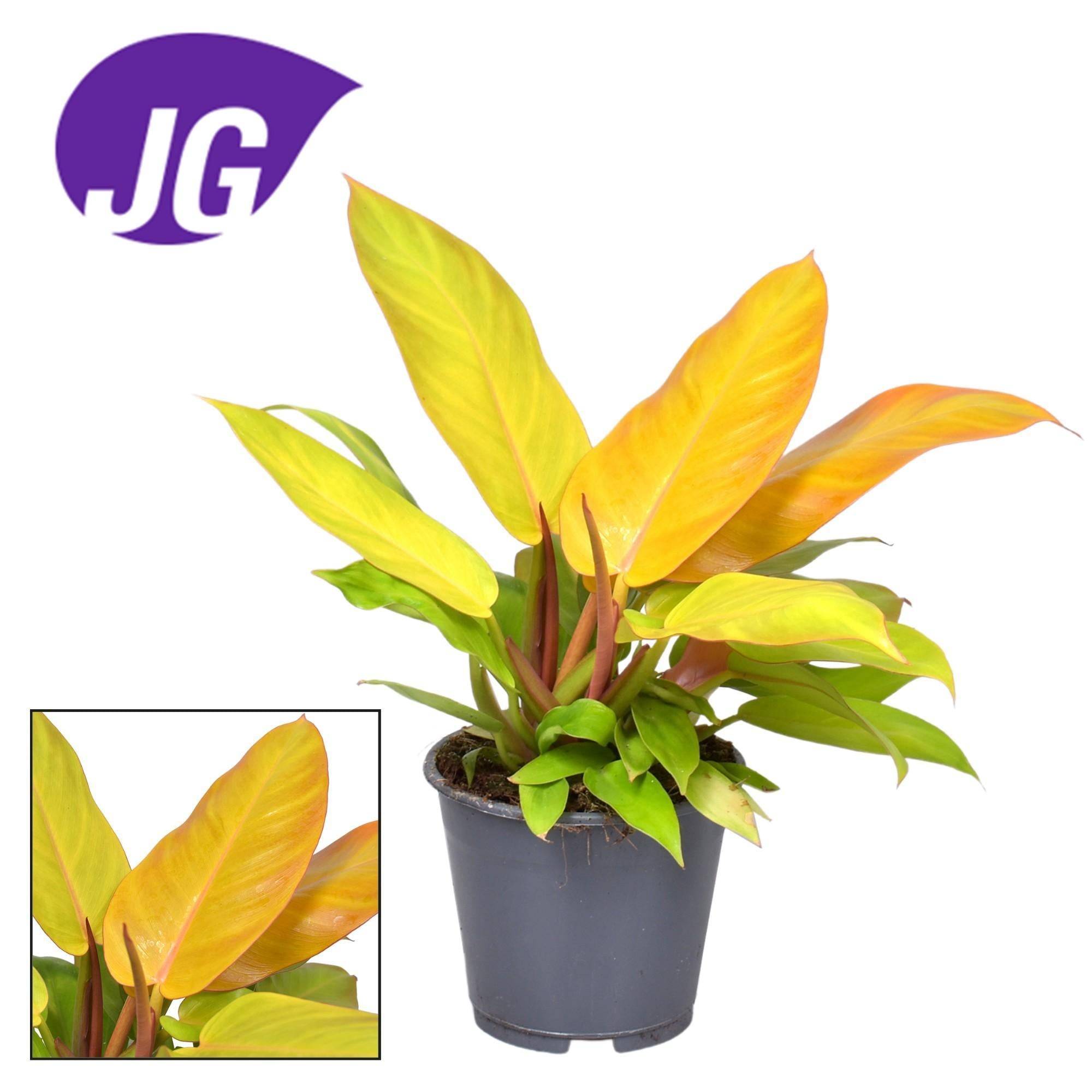 La Green Touch - Philodendron Prince Of Orange - D14 H35cm - Image 2