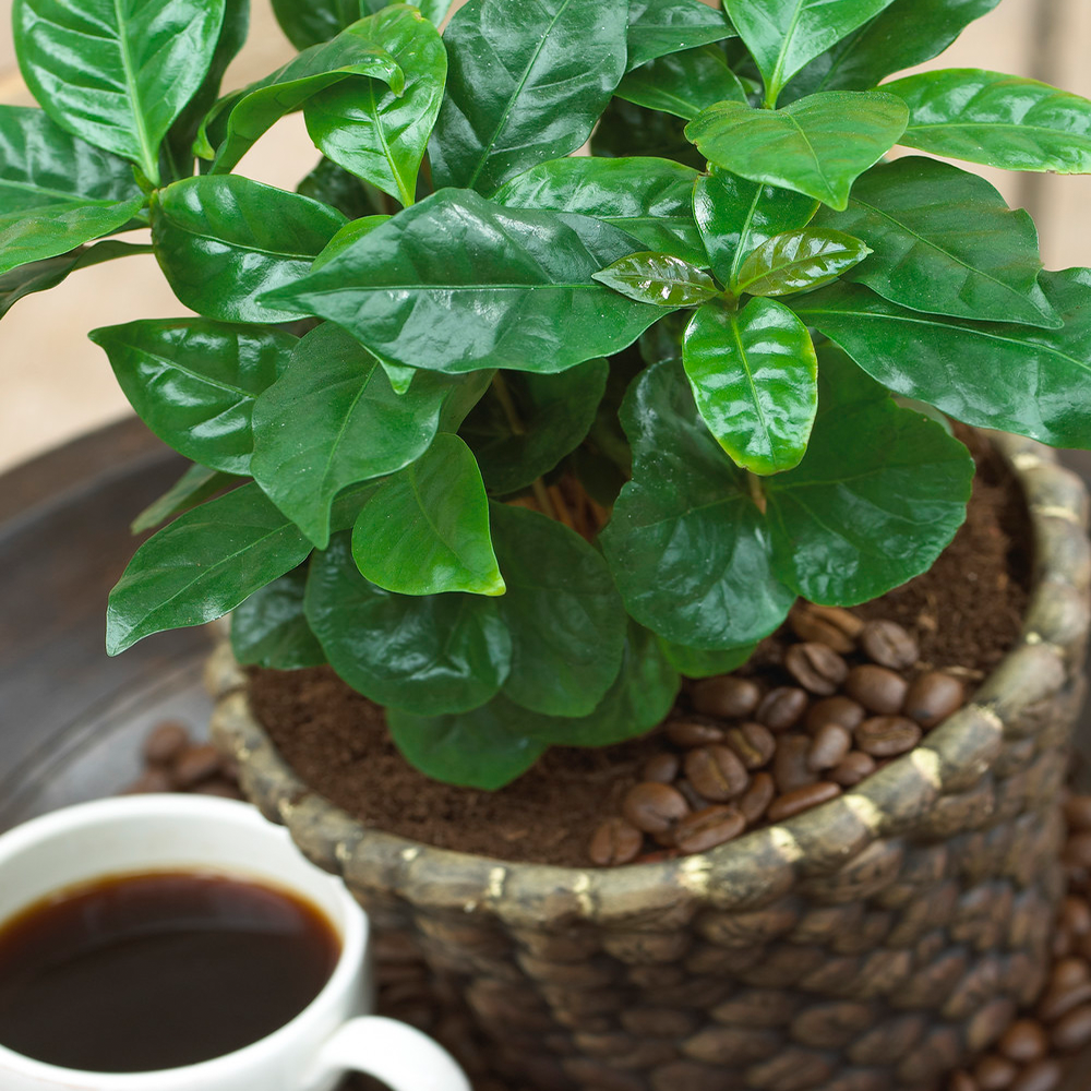 Gardenersdream - Coffea Arabica Caféier - Plante D'Intérieur - Arbuste Vivant En Pot De 13 Cm - GardenersDream - Imagen 1