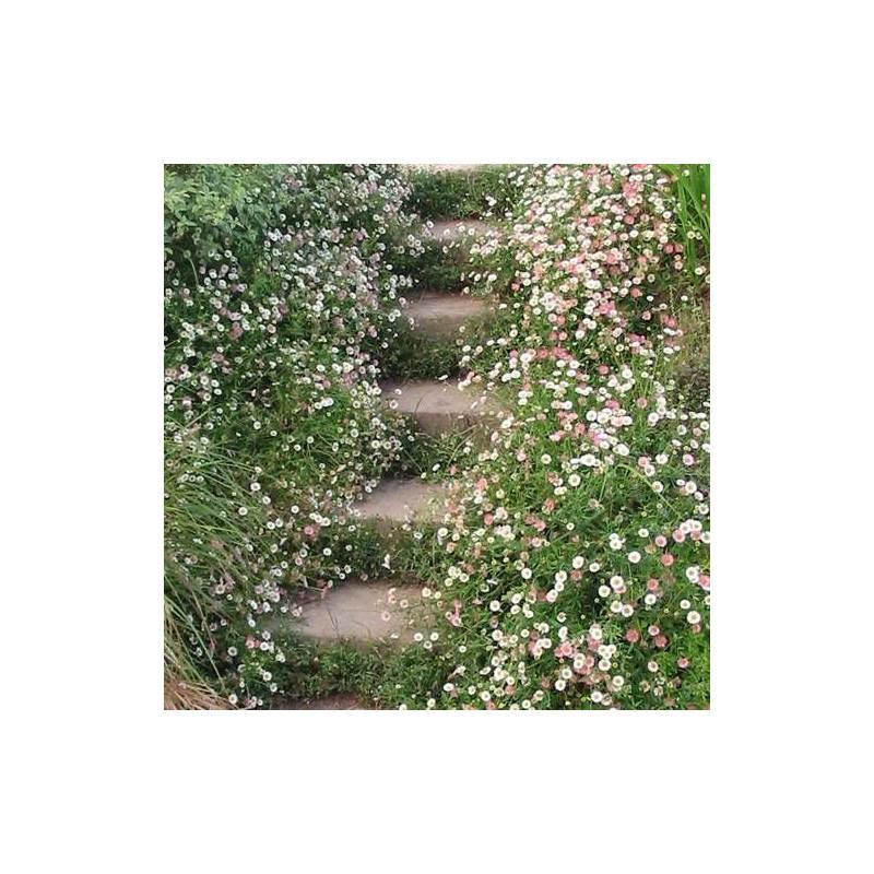 Vergerette de Karvinski, Erigeron à fleurs Rose/Blanche - feuillage Persistant - Godet - 5/20 cm - Image 2